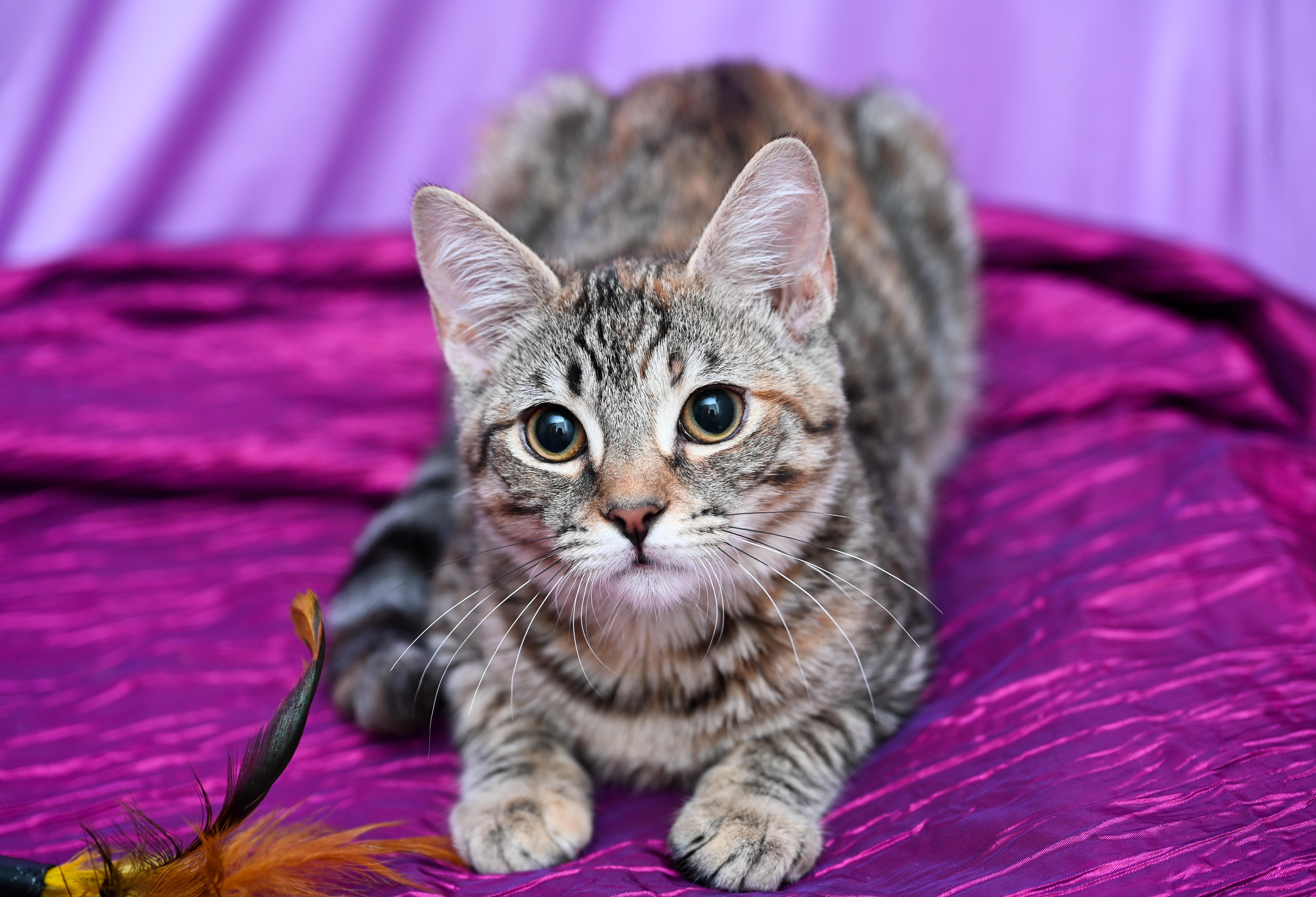 Zsa Zsa