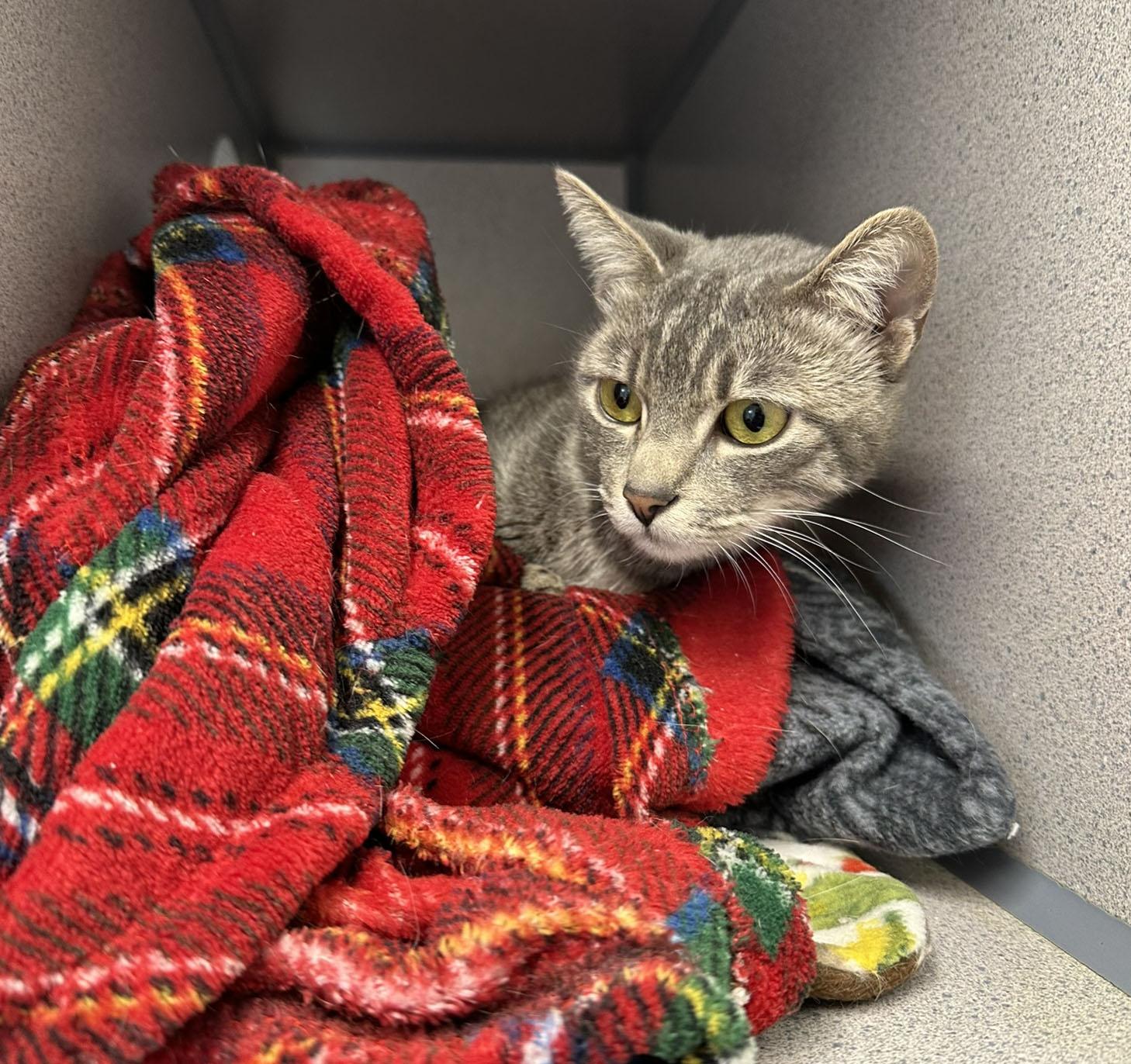 Enlarge Nyx, a ADOPTABLE Domestic Short Hair in Gardnerville, NV image 4/5