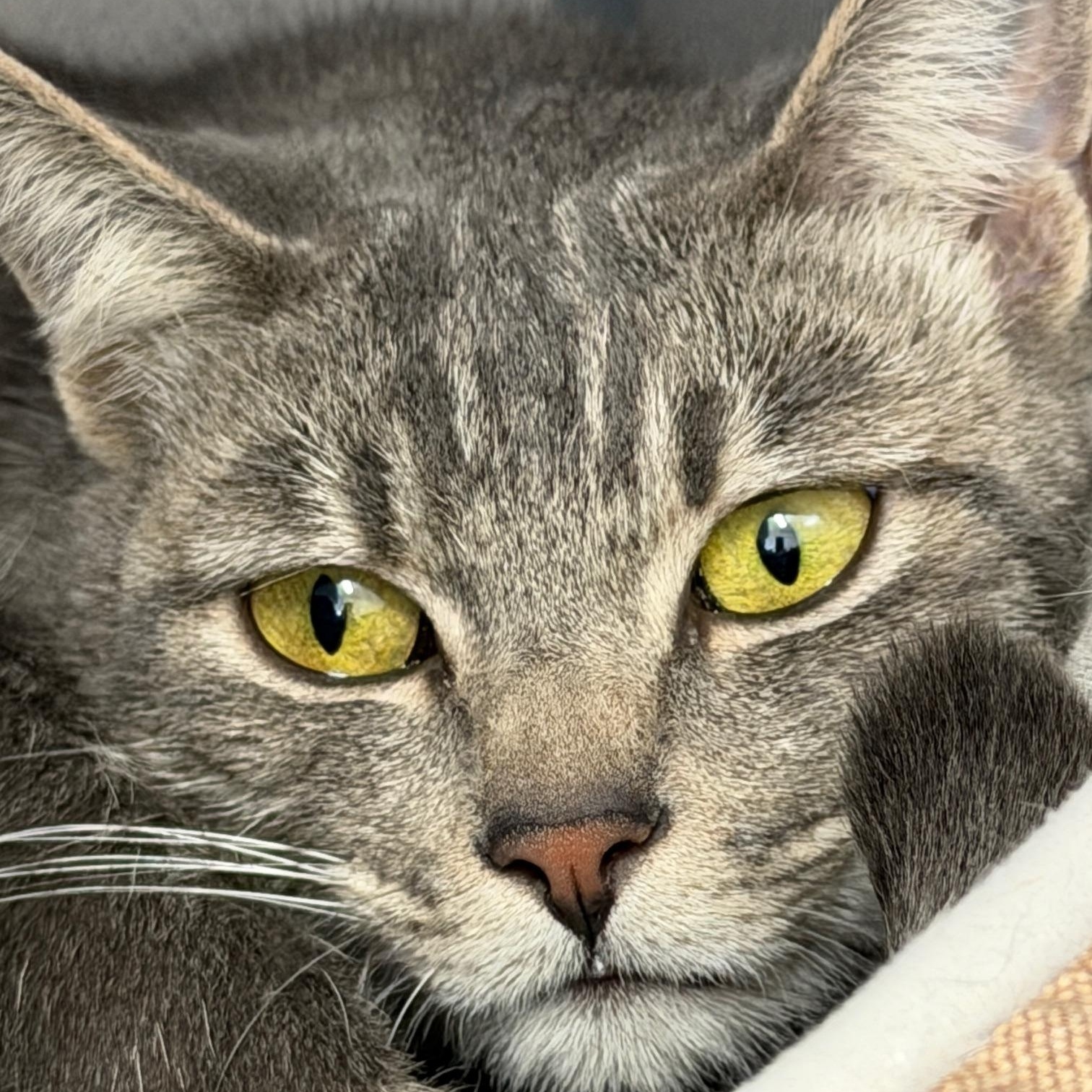 Enlarge Nyx, an adopted Domestic Short Hair in Gardnerville, NV image 6/6