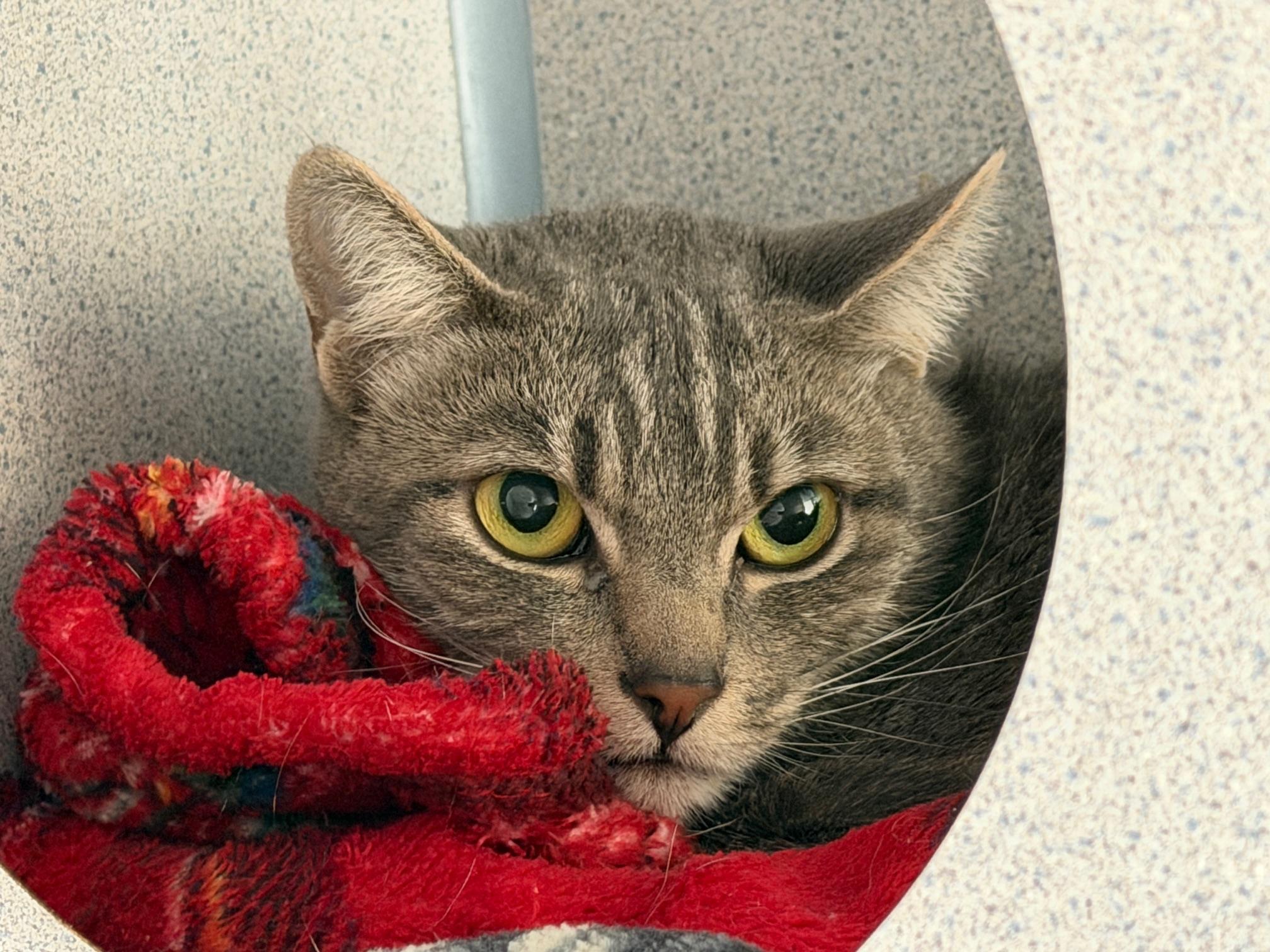 Enlarge Nyx, a ADOPTABLE Domestic Short Hair in Gardnerville, NV image 5/5