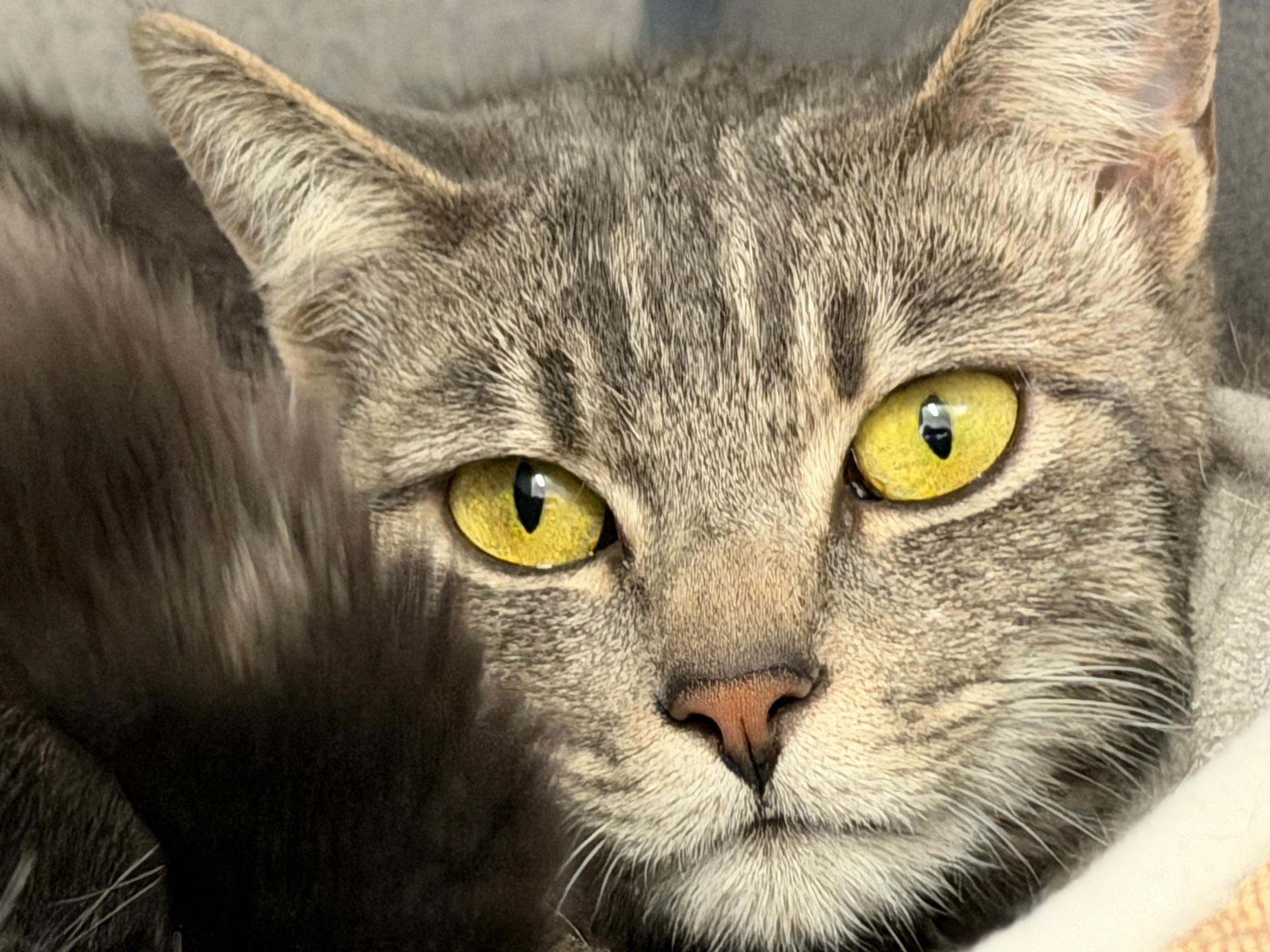 Enlarge Nyx, an adopted Domestic Short Hair in Gardnerville, NV image 1/6