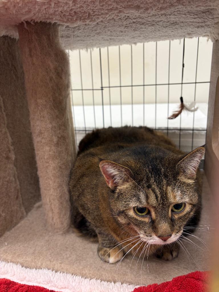 Ten Ton Tina, Adoptable, Senior Female Domestic Short Hair.