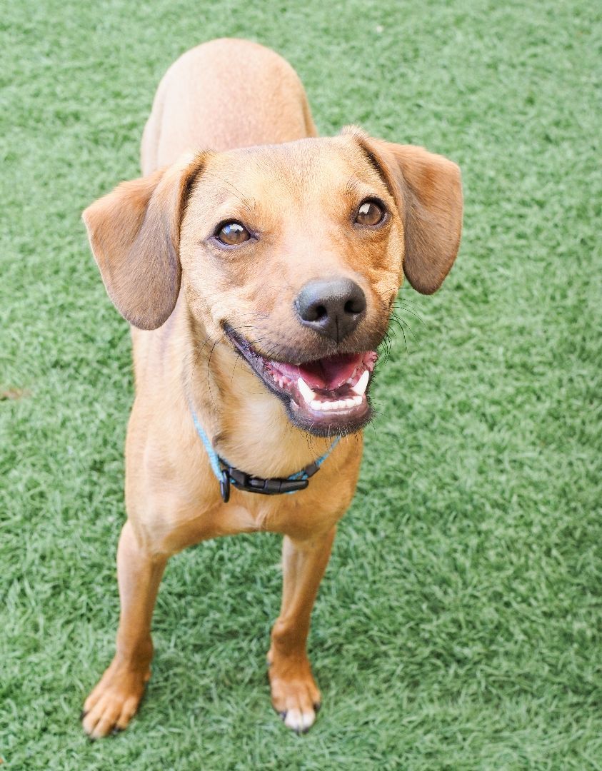 Enlarge Rowland, a Adoptable mixed breed in PHOENIX, AZ image 3/4