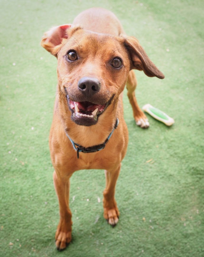 Enlarge Rowland, a Adoptable mixed breed in PHOENIX, AZ image 4/4