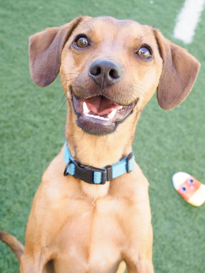 Enlarge Rowland, a Adoptable mixed breed in PHOENIX, AZ image 1/4