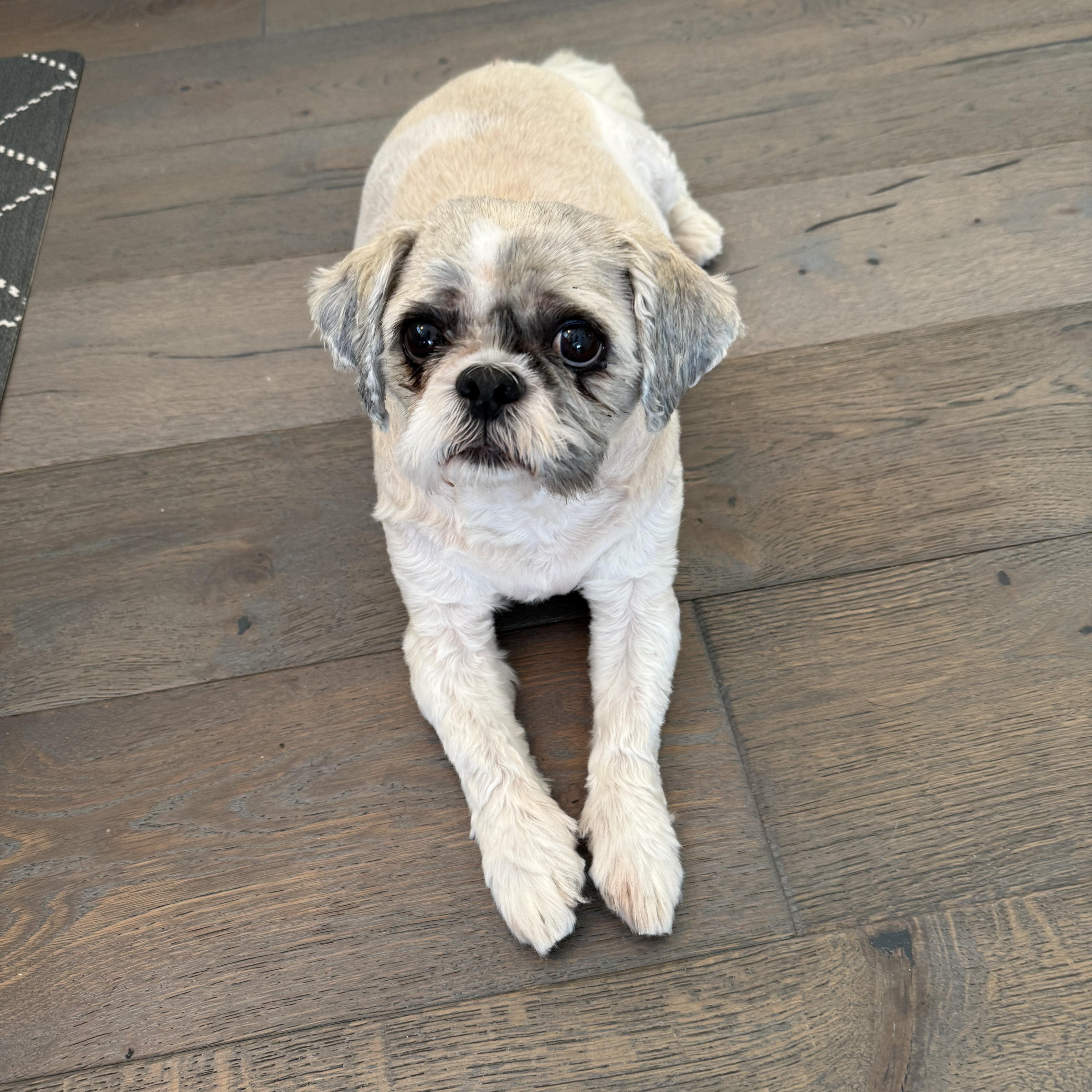 Sasha, Adopted, Senior Female Shih Tzu.