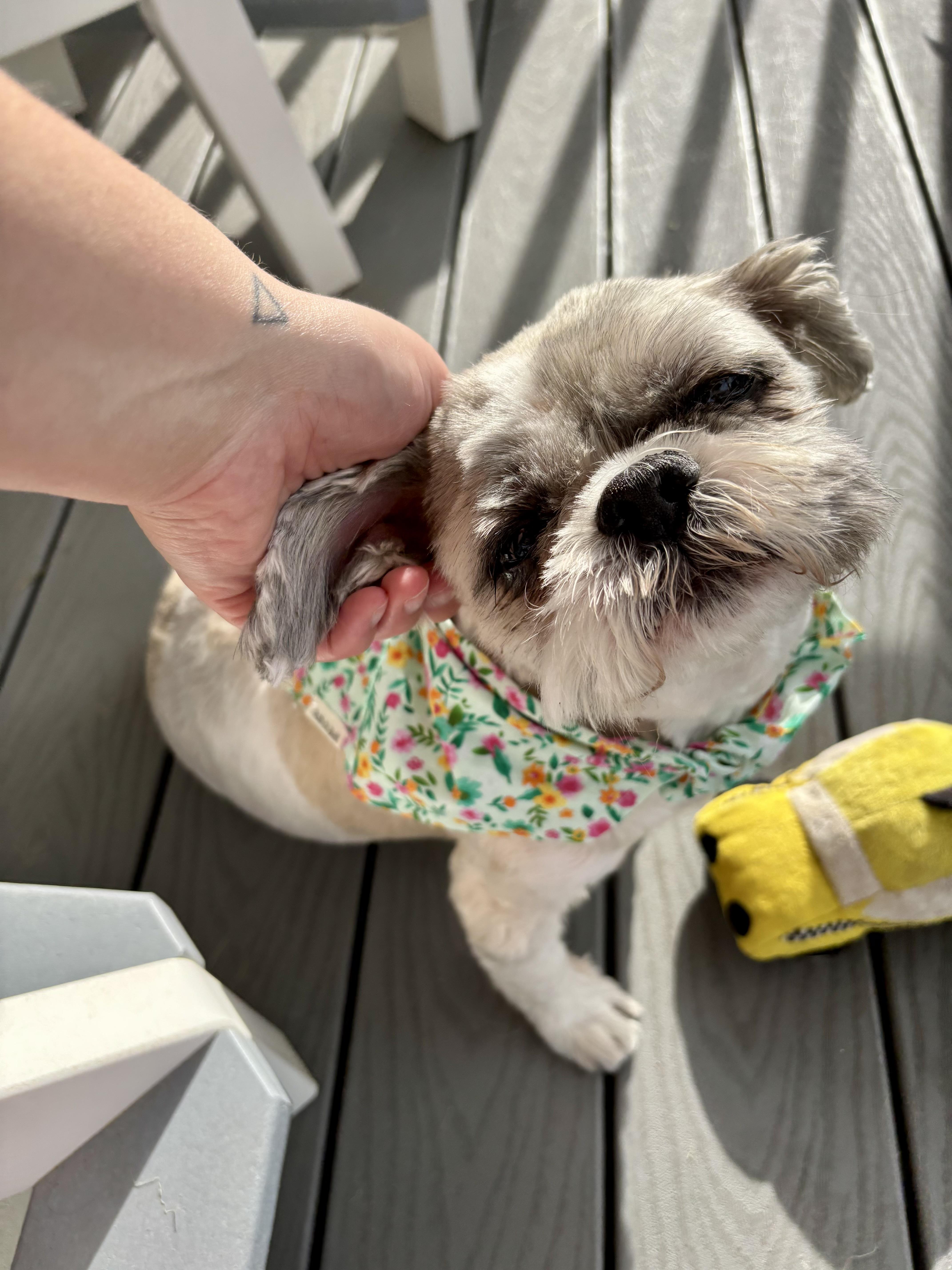 Enlarge Sasha, a Adopted Shih Tzu in High View, WV image 2/2