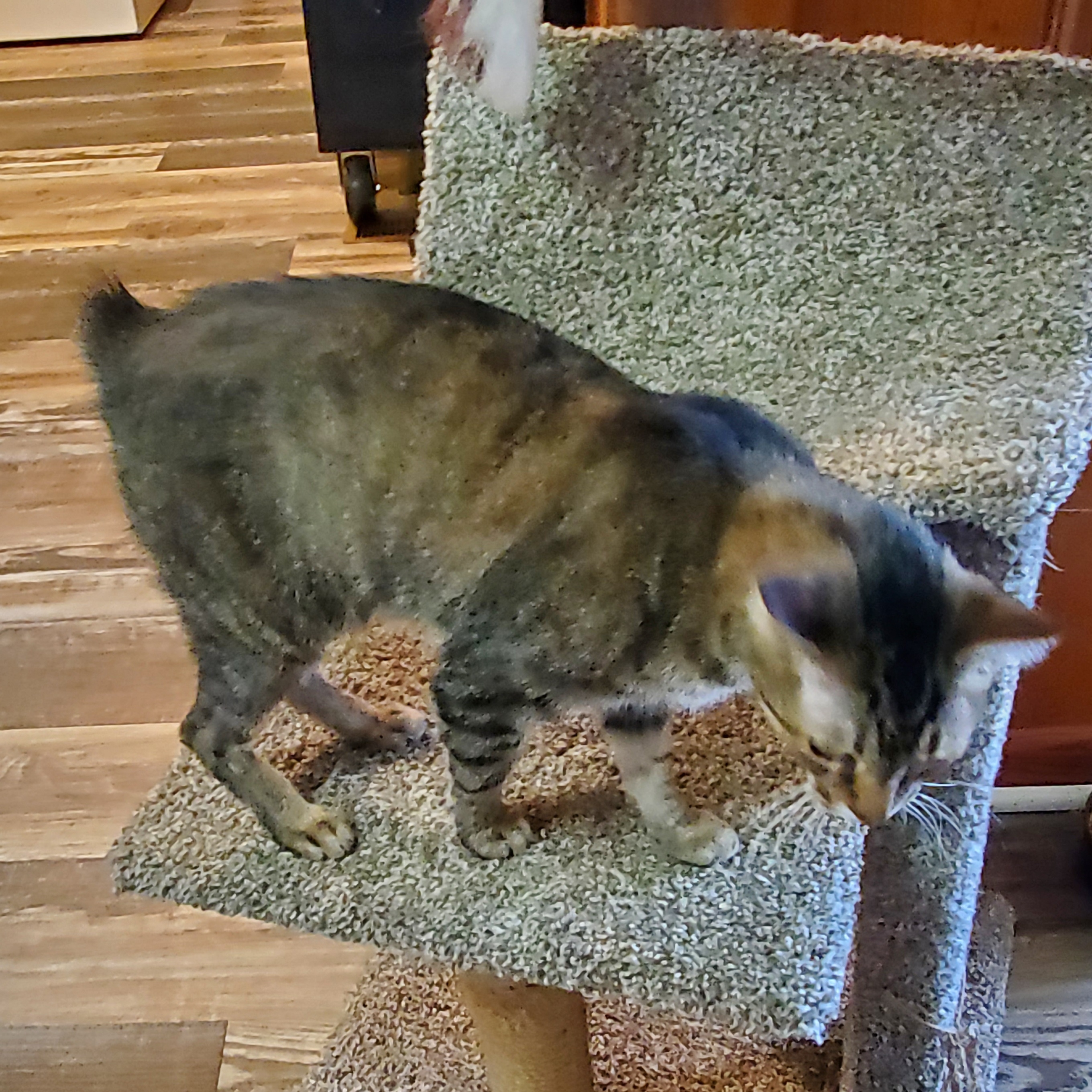 Enlarge Apollo, a Adoptable mixed breed in Camden, TN image 8/8