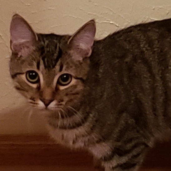 Enlarge Apollo, a Adoptable mixed breed in Camden, TN image 7/8