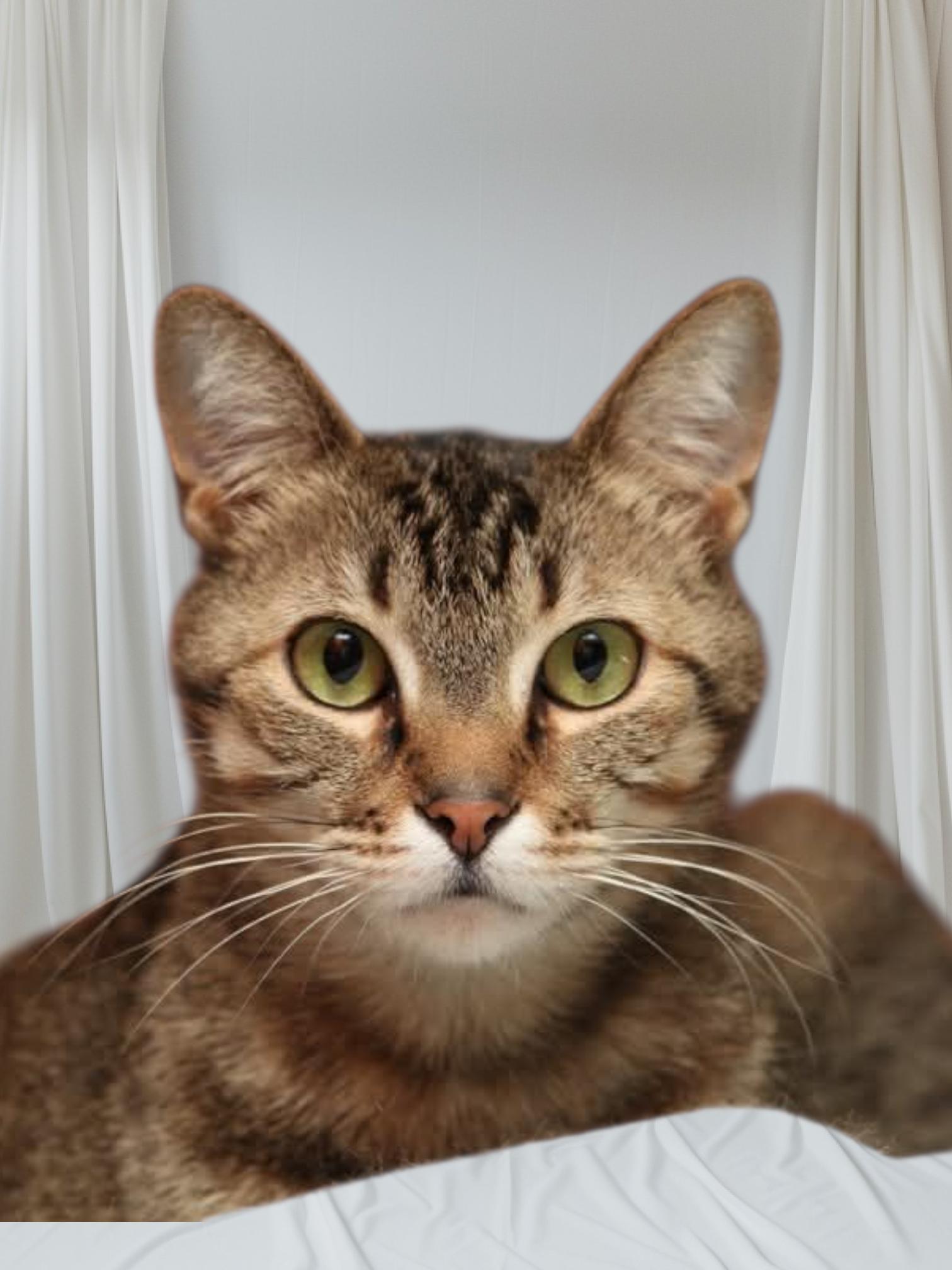 Apollo, a Adoptable mixed breed in Camden, TN image 4/5