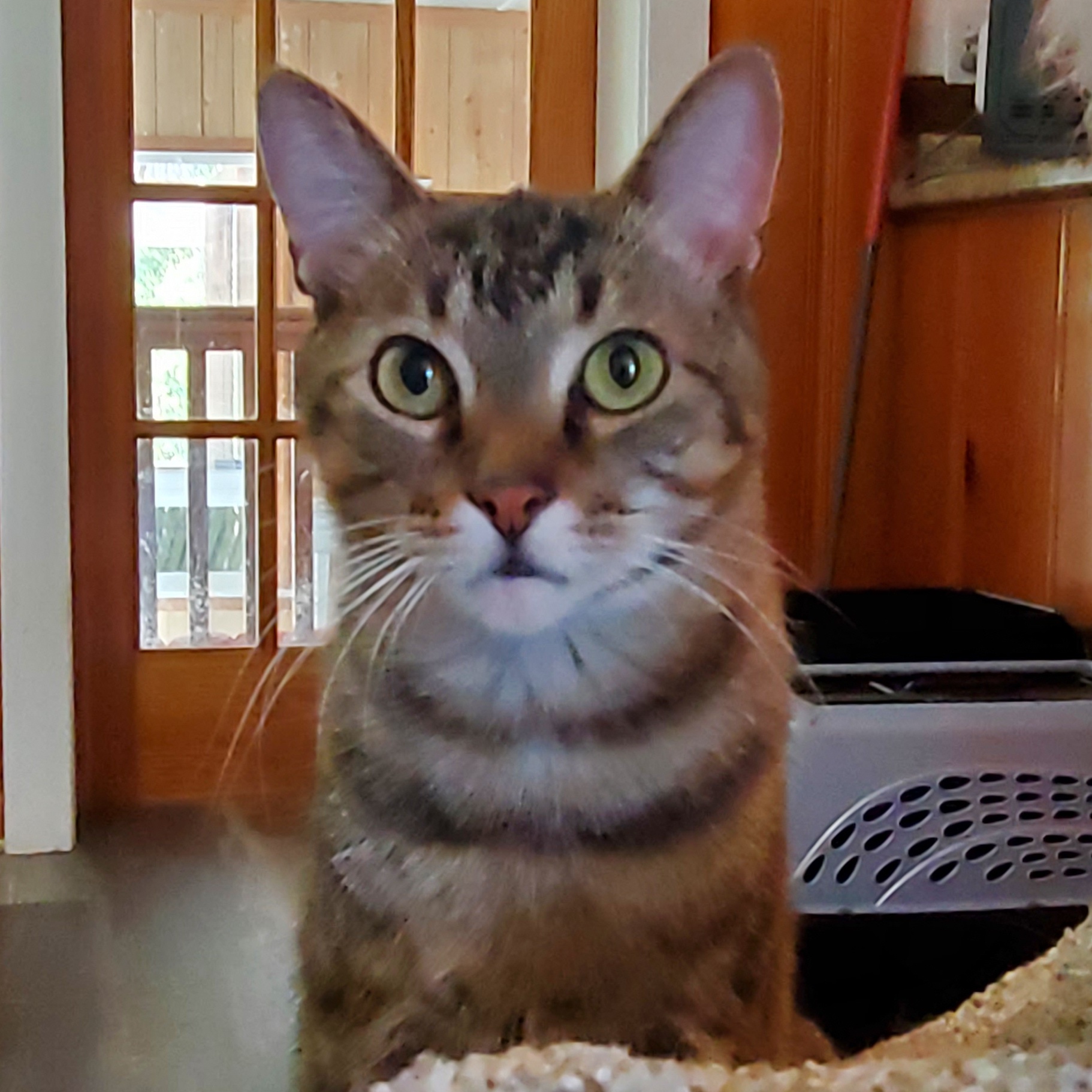 Apollo, Adoptable, Adult Male Tabby & Domestic Short Hair.