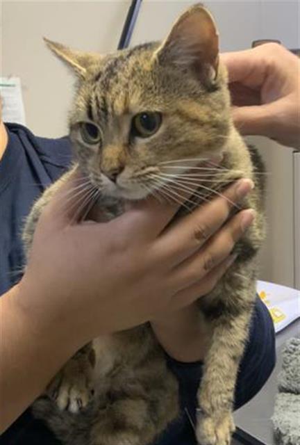 DOTTIE, Adoptable, Young Female Domestic Short Hair & Domestic Short Hair.