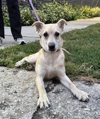 Wanda, Adoptable, Puppy Female Husky & Mixed Breed.