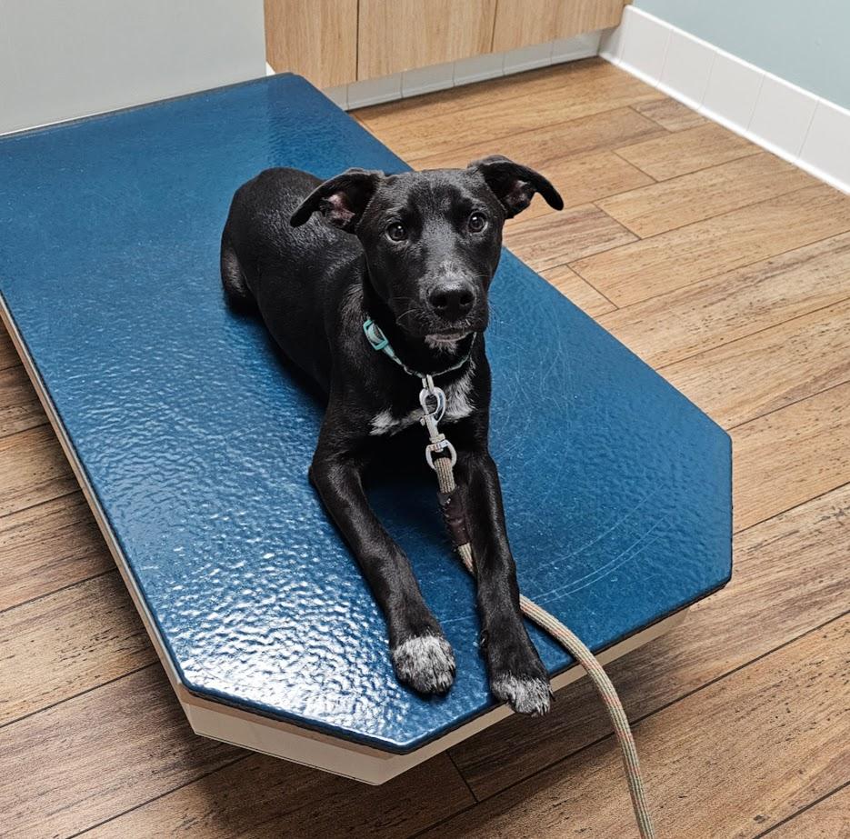 Enlarge Howey, a Adoptable mixed breed in Tylertown, MS image 2/5