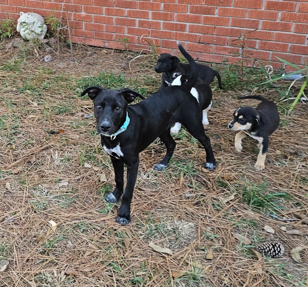Enlarge Howey, a Adoptable mixed breed in Tylertown, MS image 3/5