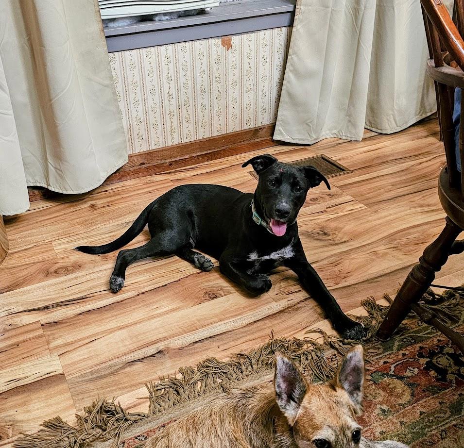 Enlarge Howey, a Adoptable mixed breed in Tylertown, MS image 1/5