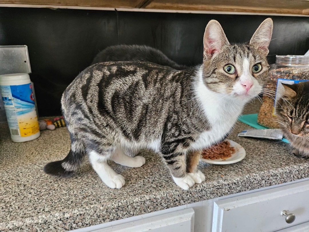 Jeffwee, Adoptable, Adult Male American Shorthair & Domestic Short Hair.