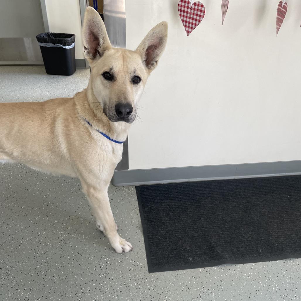Guinness, Adoptable, Adult Male Shepherd.
