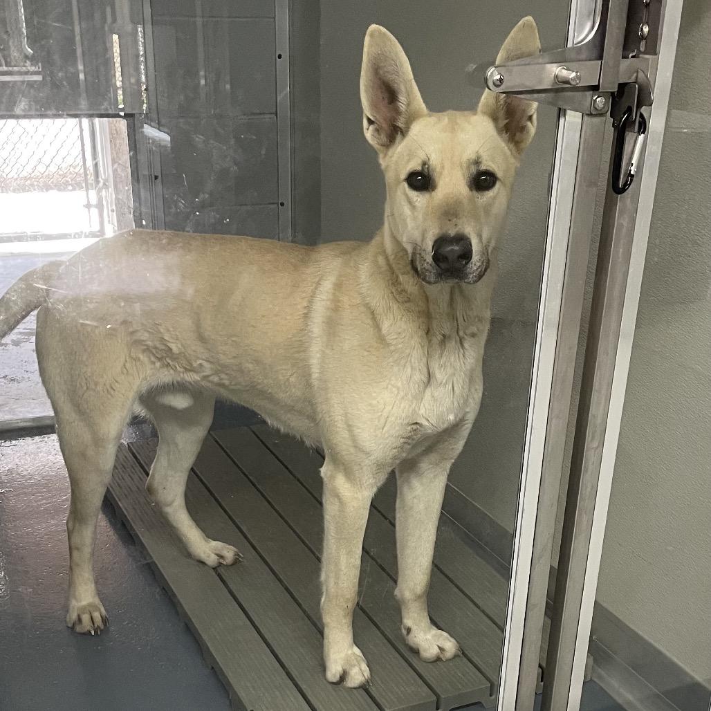 Enlarge Guinness, a Adoptable mixed breed in Galax, VA image 2/3