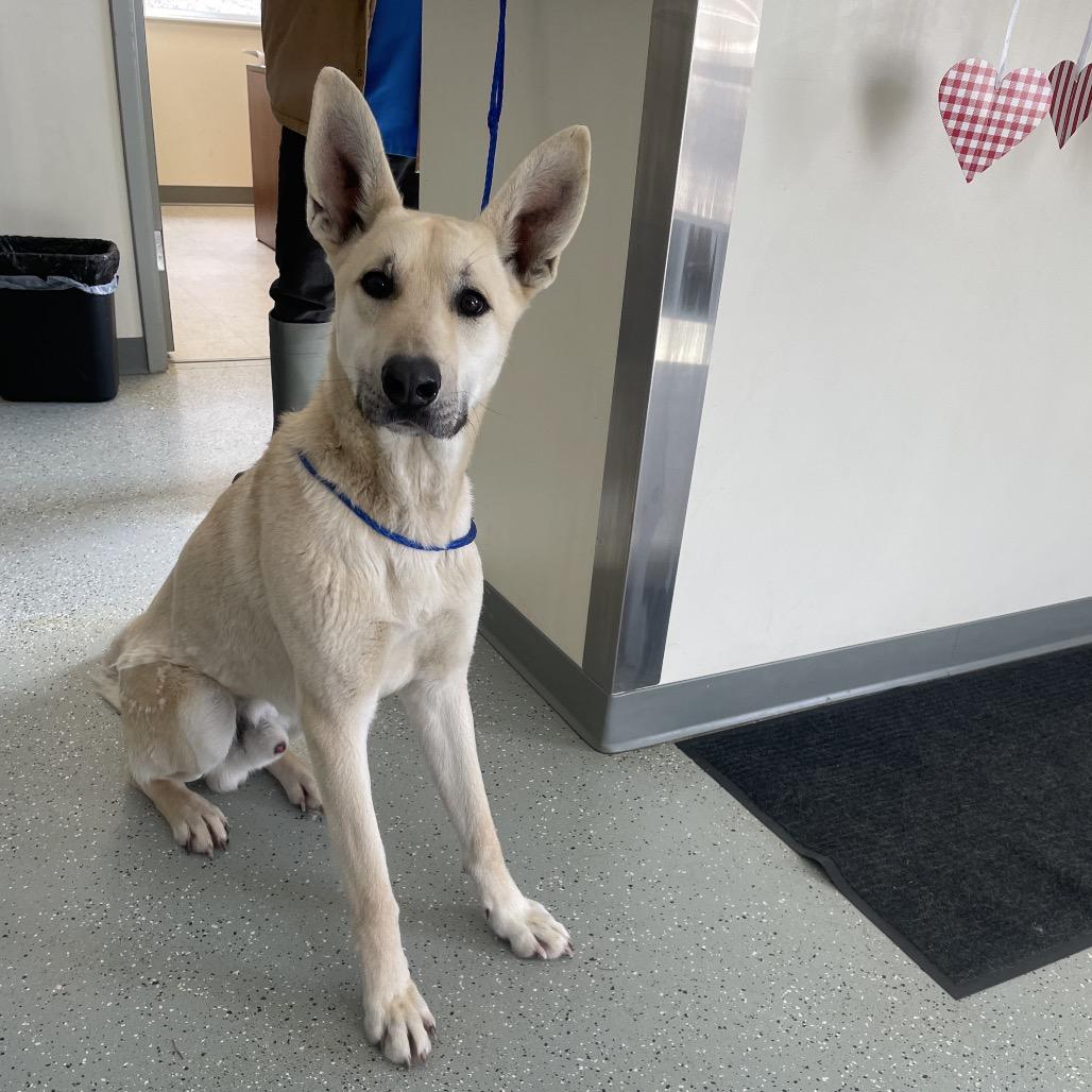 Enlarge Guinness, a Adoptable mixed breed in Galax, VA image 3/3