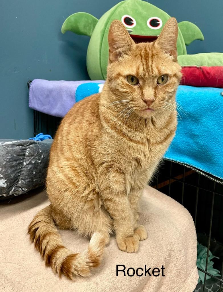 ROCKET, Adoptable, Adult Male Domestic Short Hair.