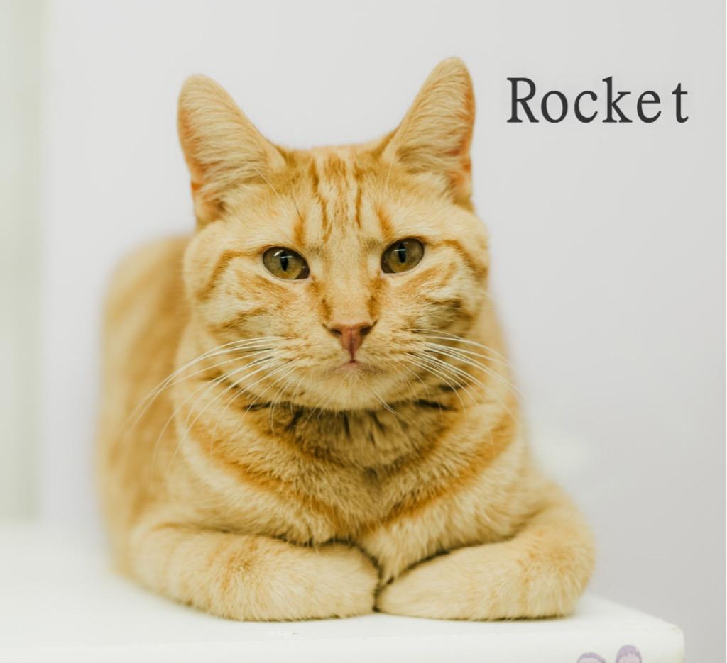 Enlarge ROCKET, a Adoptable mixed breed in Muskegon, MI image 1/6