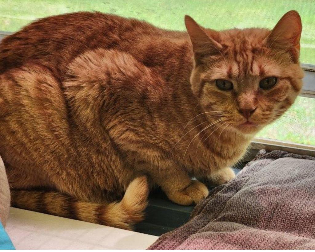 Enlarge ROCKET, a Adoptable mixed breed in Muskegon, MI image 2/6