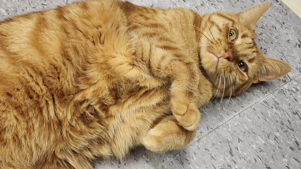 Enlarge ROCKET, a Adoptable mixed breed in Muskegon, MI image 3/6