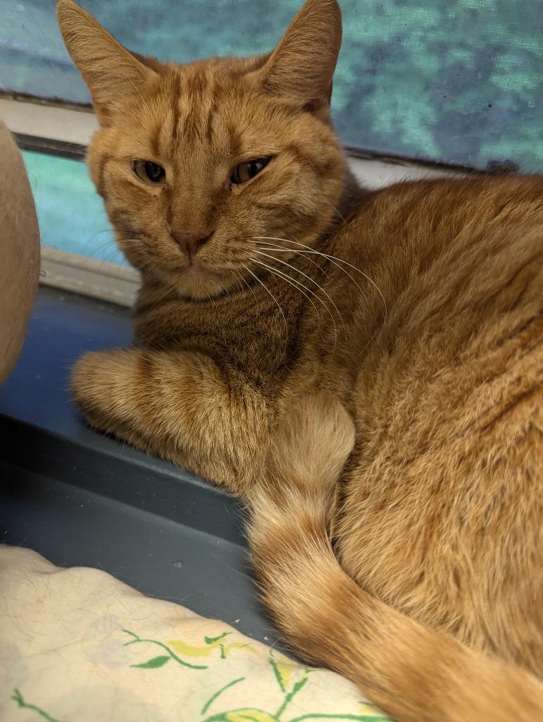 Enlarge ROCKET, a Adoptable mixed breed in Muskegon, MI image 4/6