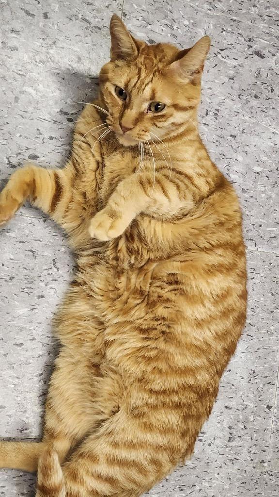 Enlarge ROCKET, a Adoptable mixed breed in Muskegon, MI image 6/6