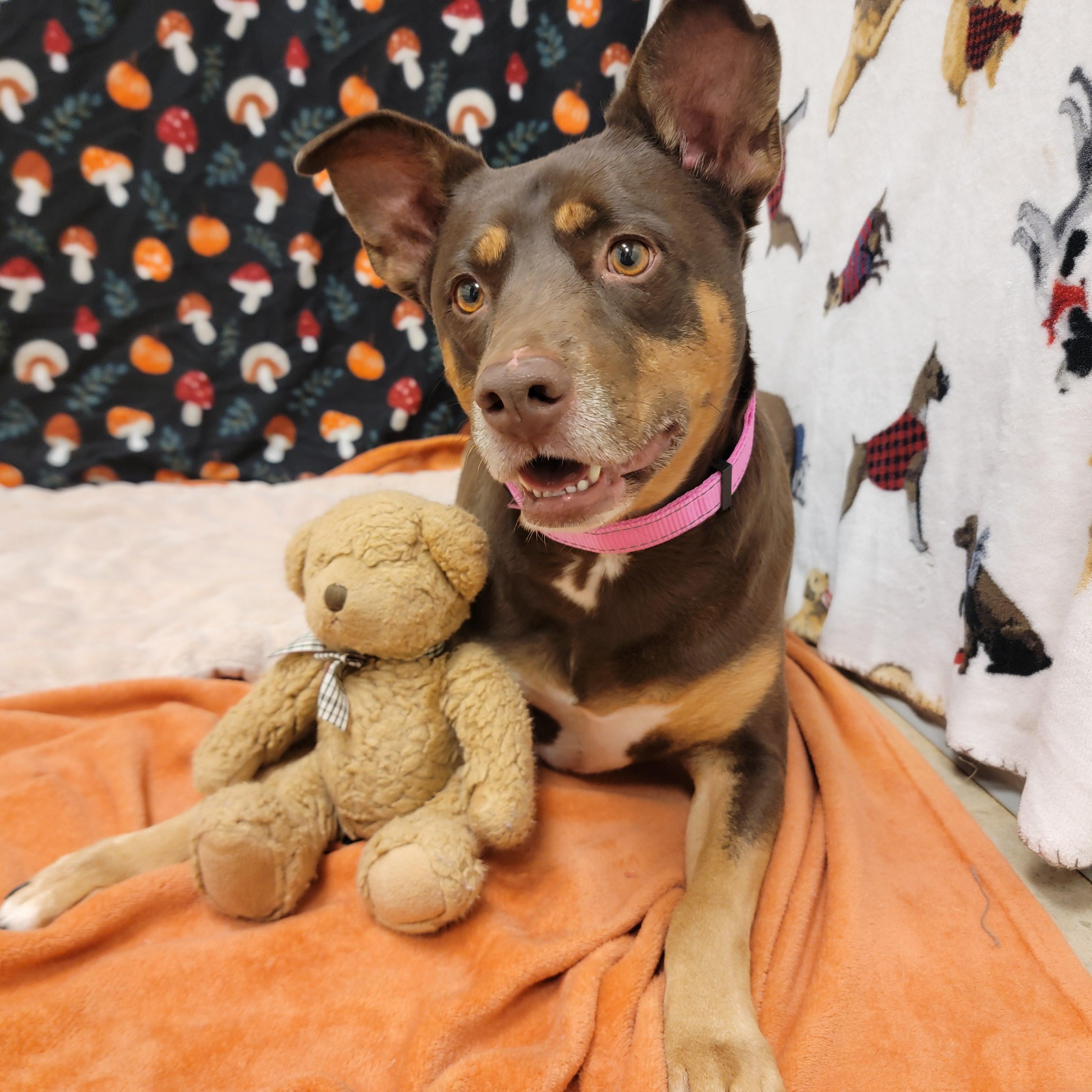 Enlarge Cinnamon, a ADOPTABLE mixed breed in ALPINE, TX image 4/6