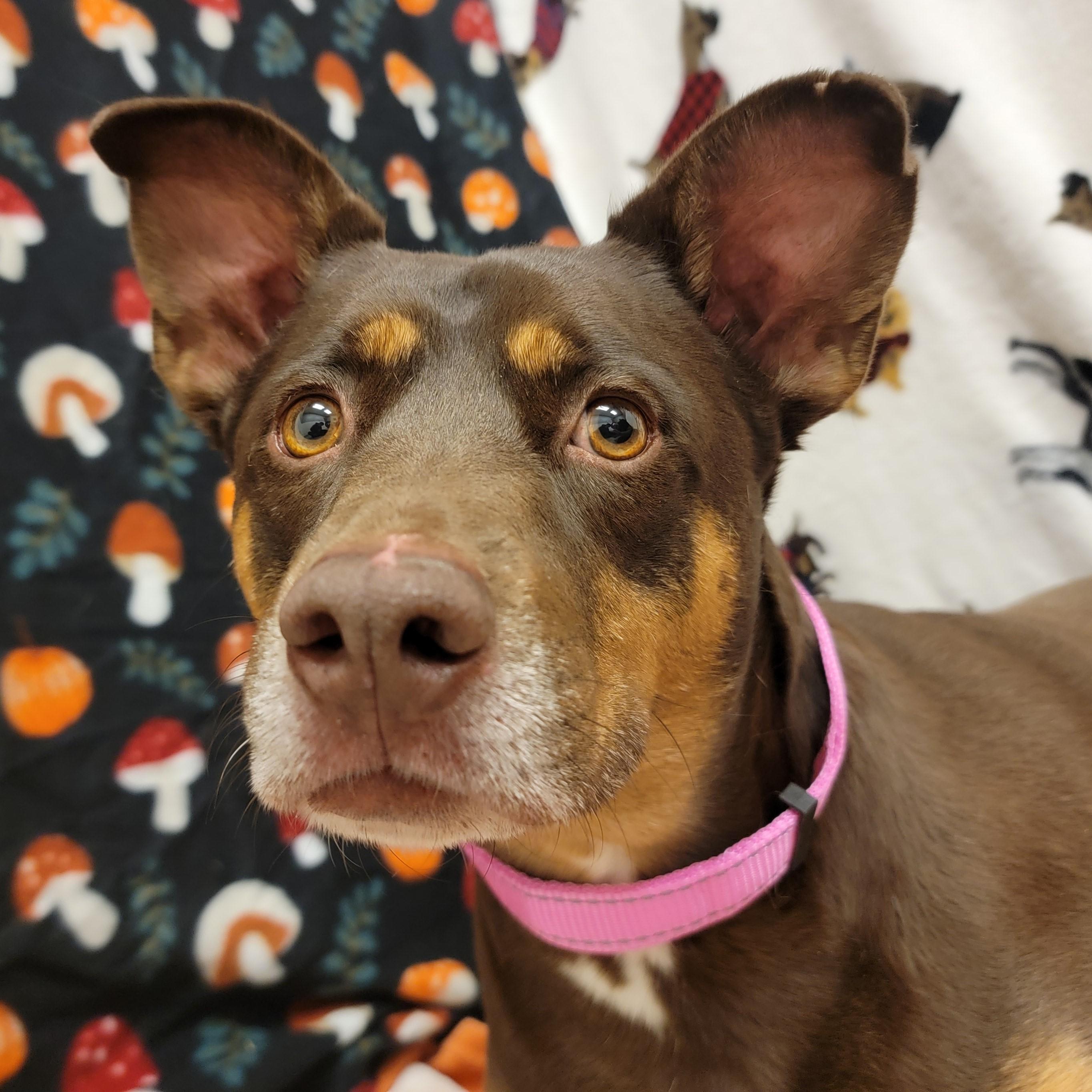 Enlarge Cinnamon, a ADOPTABLE mixed breed in ALPINE, TX image 3/6