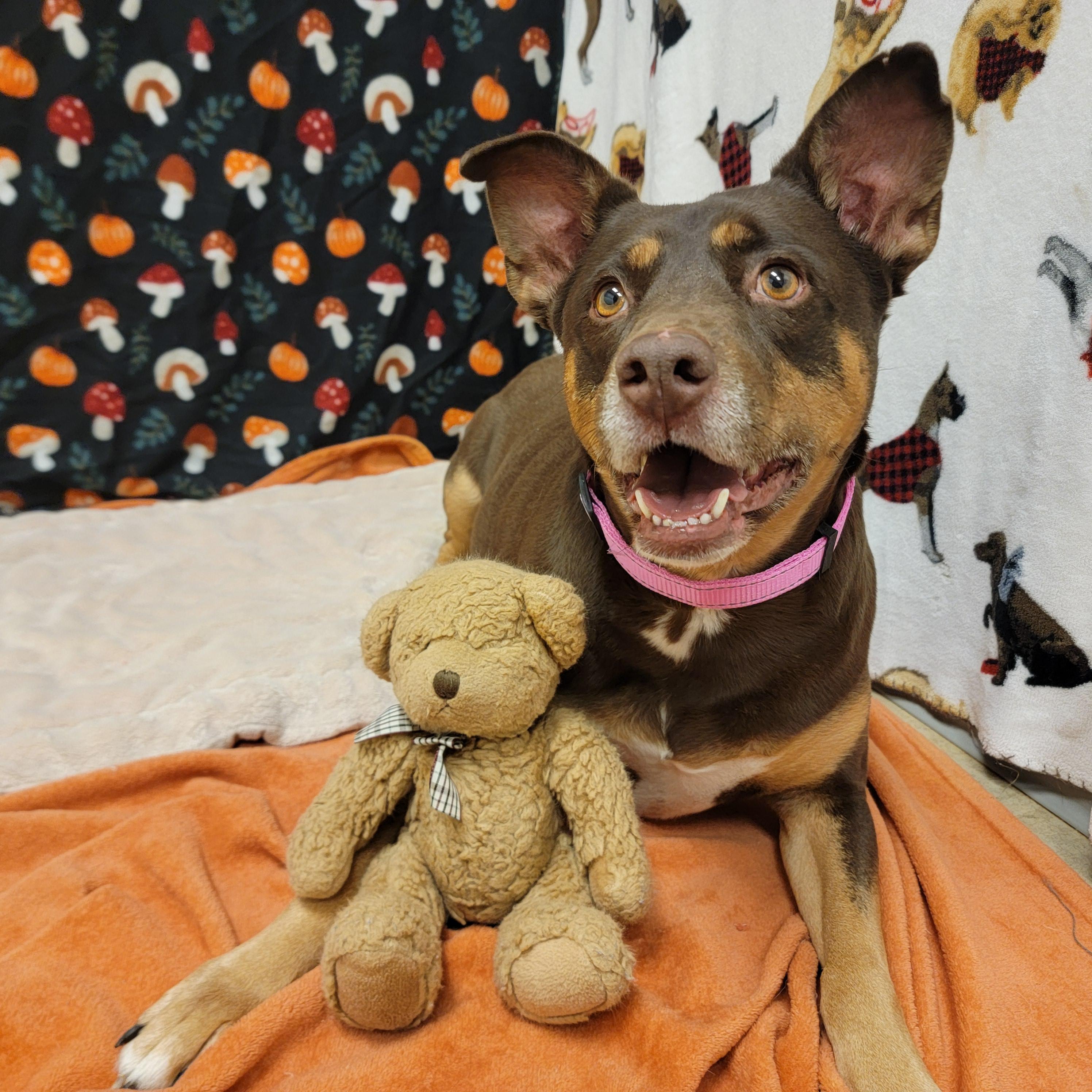 Cinnamon, ADOPTABLE, Adult Female Doberman Pinscher.