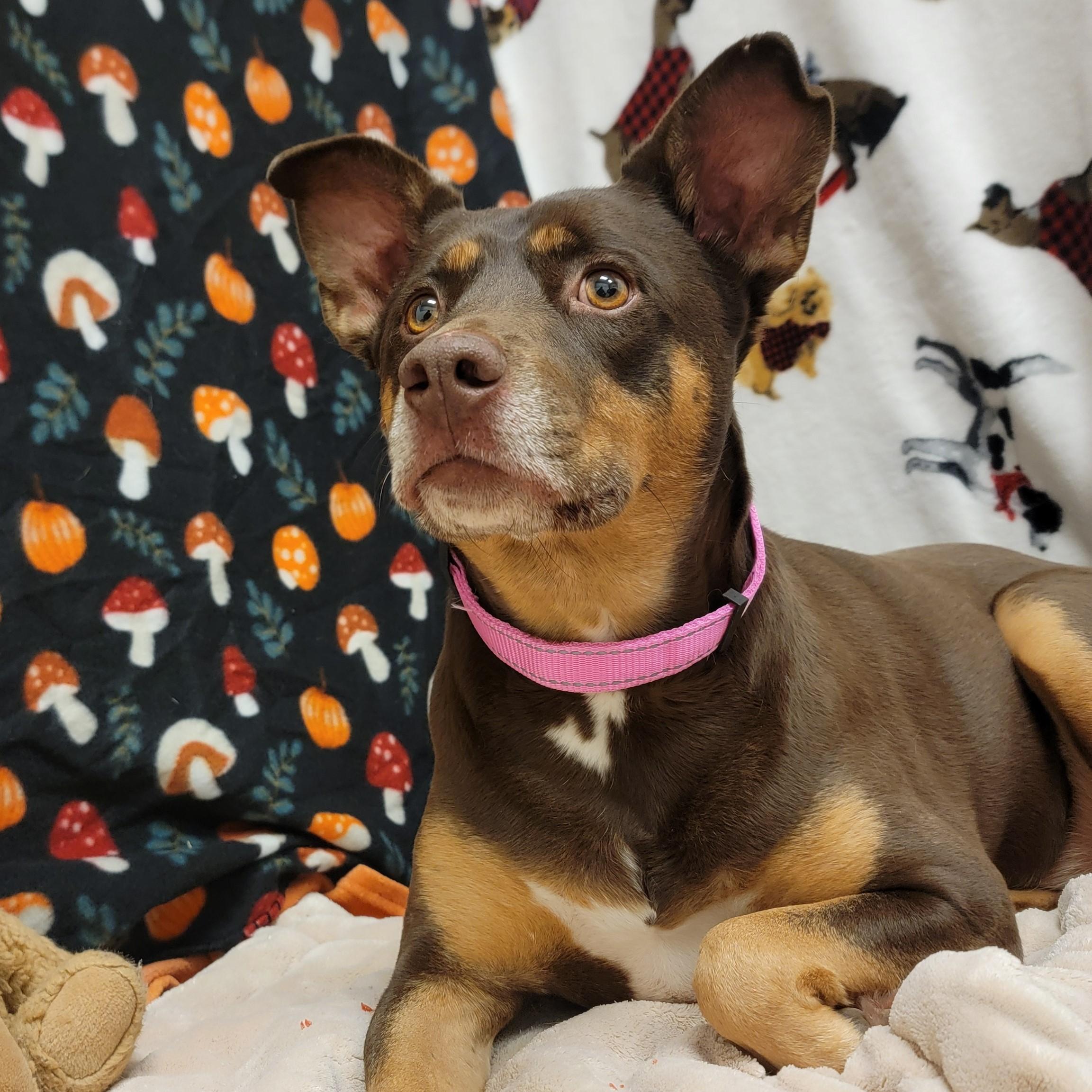 Enlarge Cinnamon, a ADOPTABLE mixed breed in ALPINE, TX image 5/6