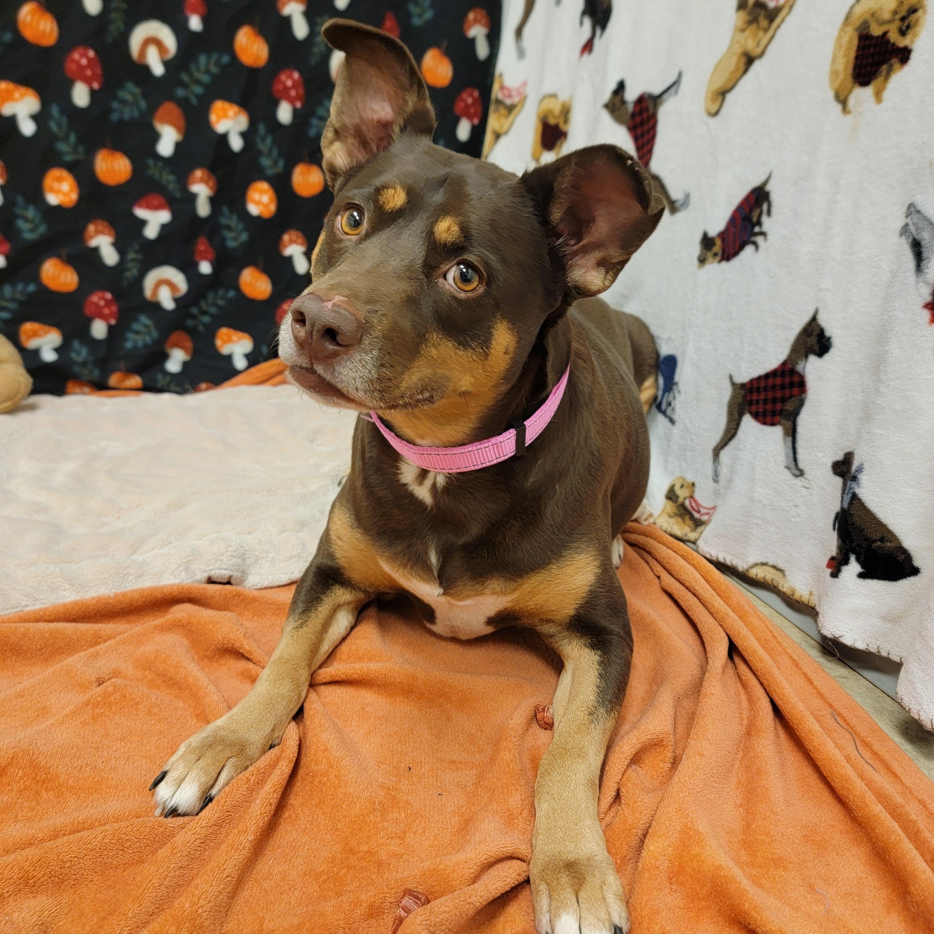 Enlarge Cinnamon, a ADOPTABLE mixed breed in ALPINE, TX image 6/6