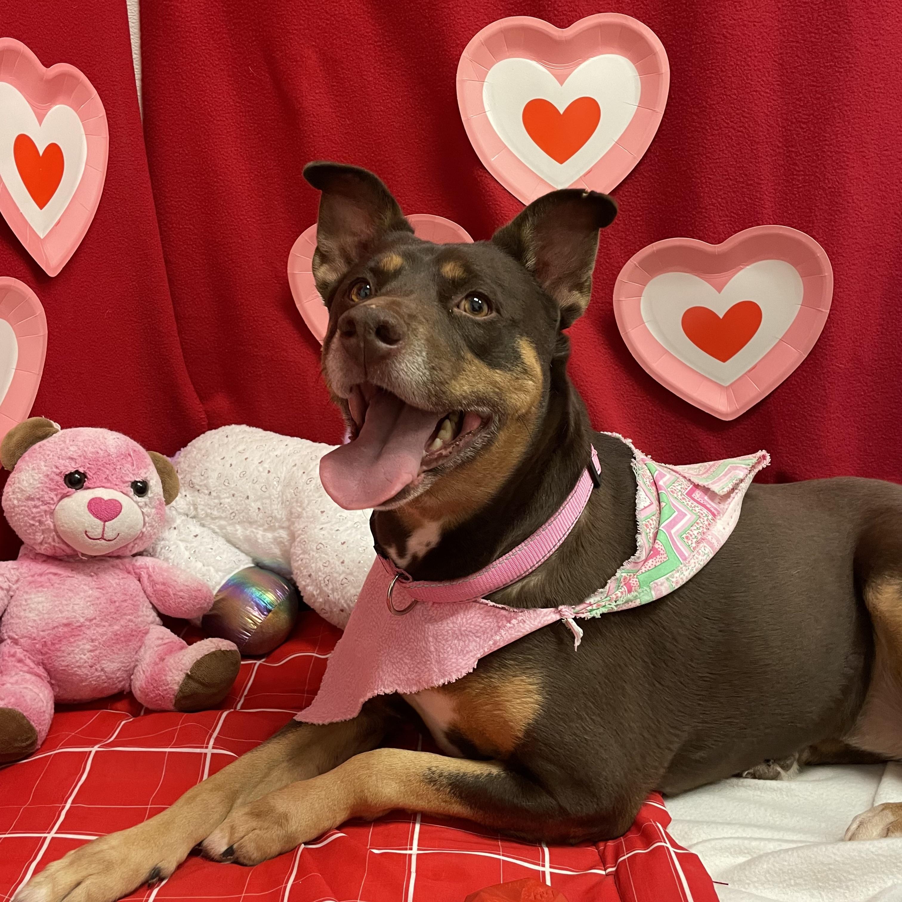 Enlarge Cinnamon, a ADOPTABLE mixed breed in ALPINE, TX image 2/6