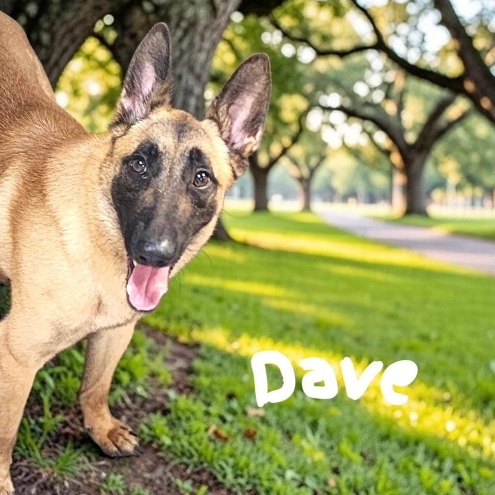 Enlarge Dave, a ADOPTABLE Belgian Shepherd / Malinois in Toledo, OH image 1/1