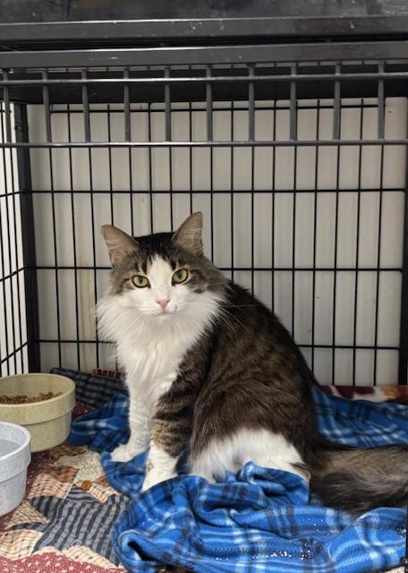 Taylor, Adoptable, Adult Female American Shorthair.