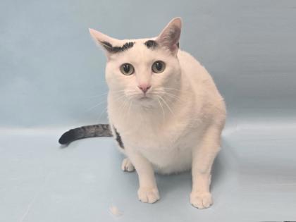 Summer, Adoptable, Adult Female Domestic Short Hair.