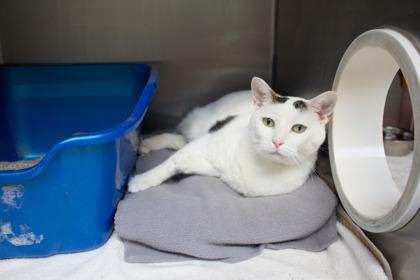 Summer, Adoptable, Adult Female Domestic Short Hair.