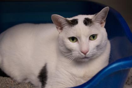 Summer, Adoptable, Adult Female Domestic Short Hair.