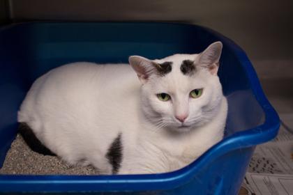 Summer, a Adoptable Domestic Short Hair in Woodbury, MN image 2/3