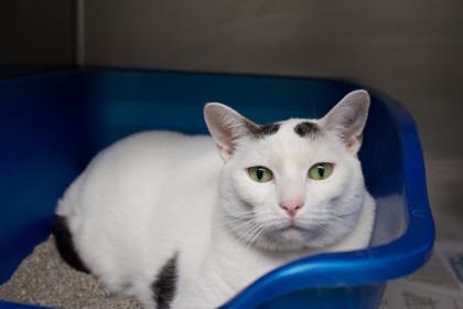Summer, a Adoptable Domestic Short Hair in Woodbury, MN image 3/3