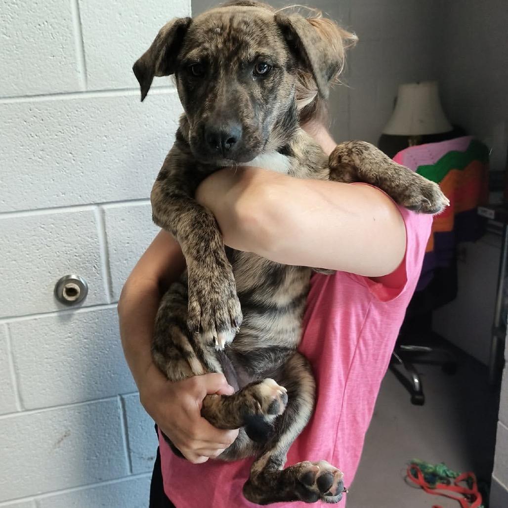 Enlarge Dolly, a Adoptable Mixed Breed in Beckley, WV image 1/1