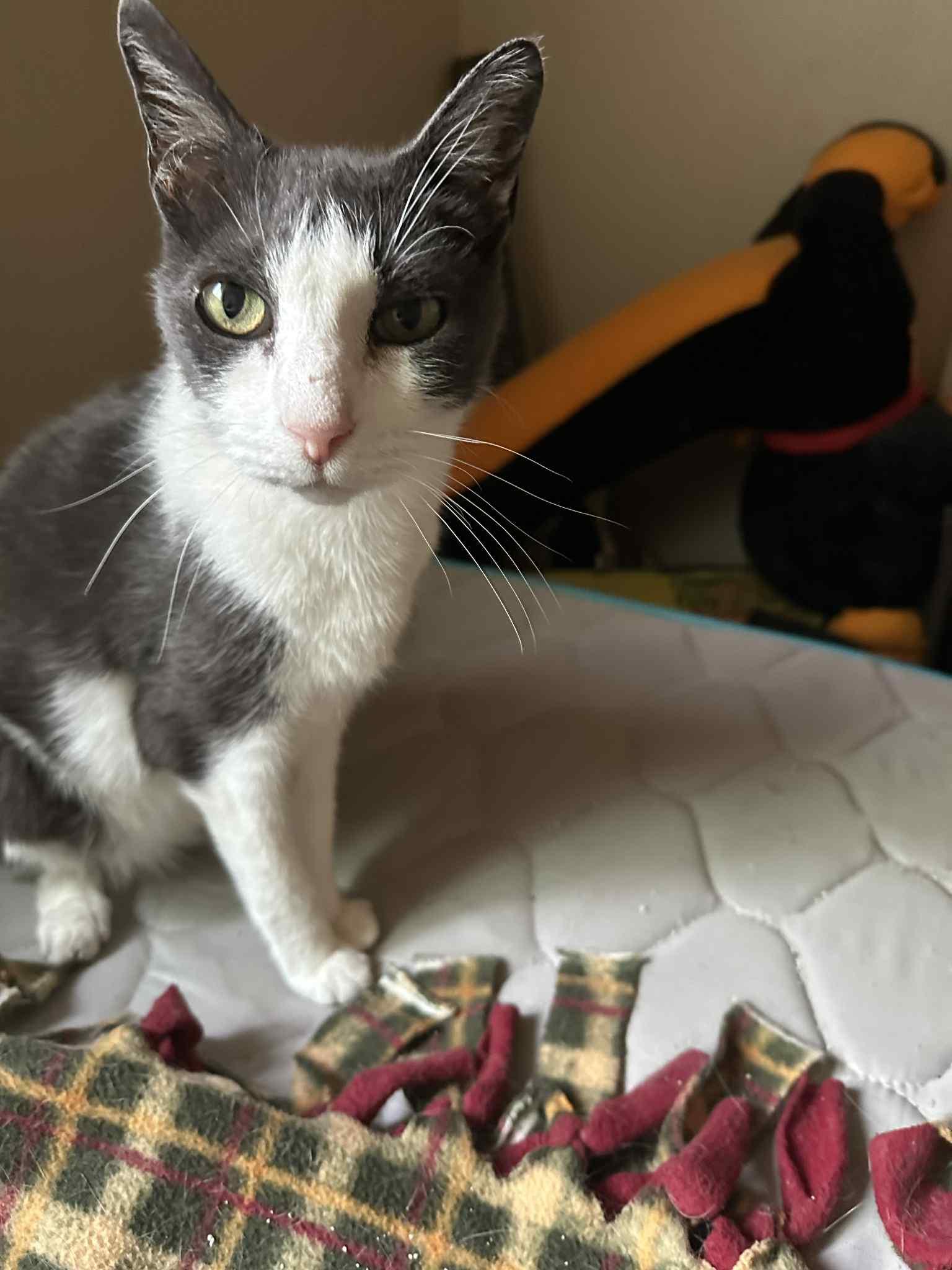 Kitty Kat -Needs Hospice Foster