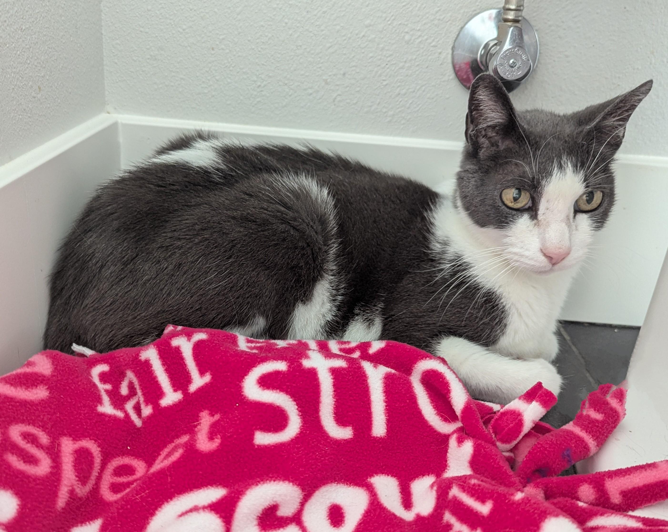 Kitty Kat -Needs Hospice Foster, a Adoptable mixed breed in West Richland, WA image 3/5