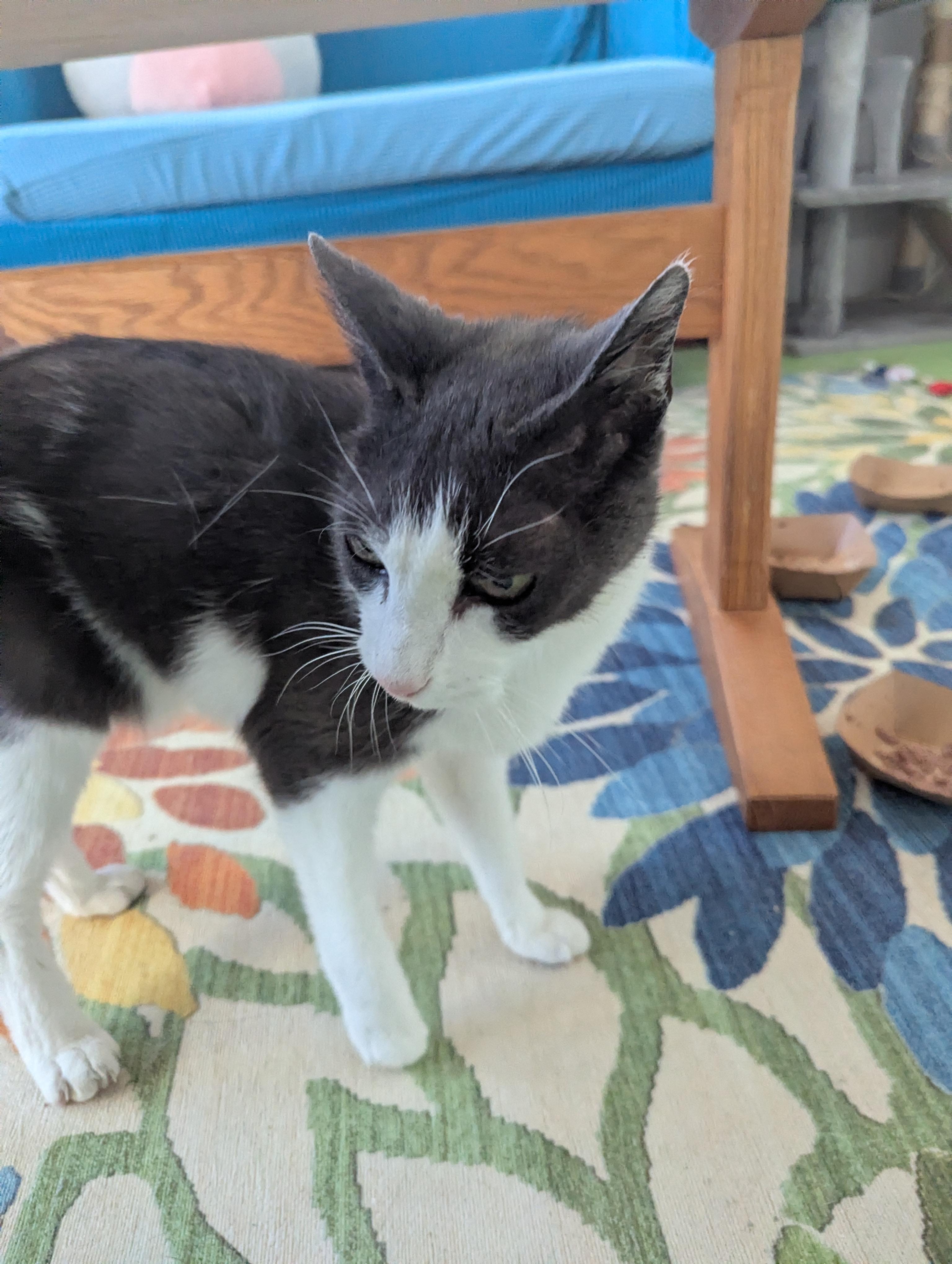 Kitty Kat -Needs Hospice Foster