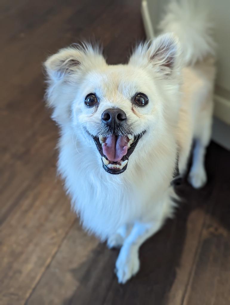 Enlarge Eugene, a Adoptable Pomeranian in El Cajon, CA image 3/6