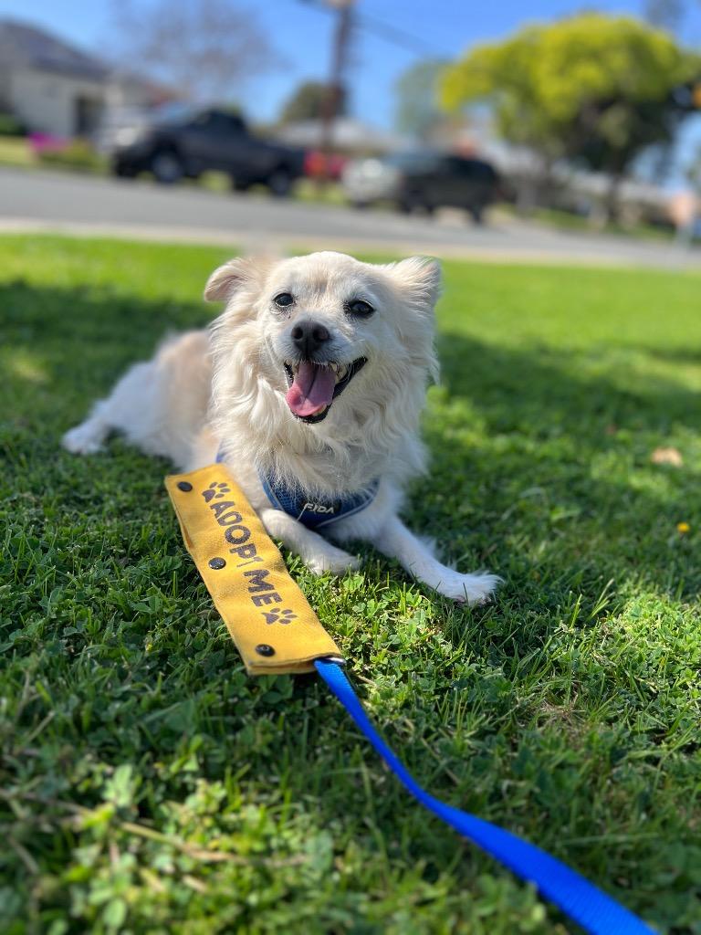 Eugene, a Adoptable Pomeranian in El Cajon, CA image 4/6
