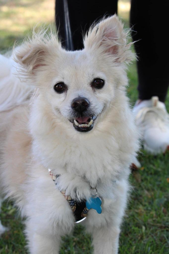 Enlarge Eugene, a Adoptable Pomeranian in El Cajon, CA image 4/6